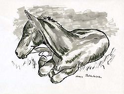 Foal